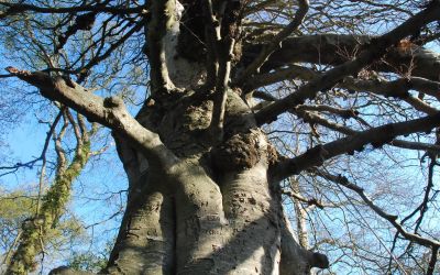 Beautifully carved tree