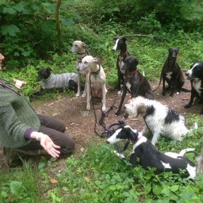 Shows - The Dog Show