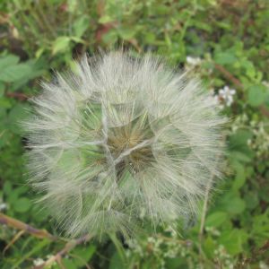 The Apples of the A38 Show